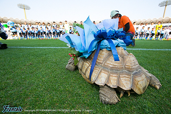 選手への花束贈呈をするケヅメリクガメの「まきちゃん」 選手への花束贈呈をするケヅメリクガメの「まきちゃん」
